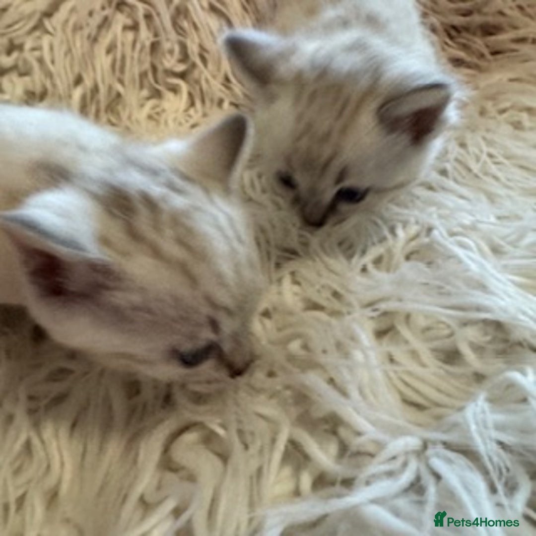 Bengal cats for sale: Beautiful Bengal Kittens - only GIRL available  - Advert 7