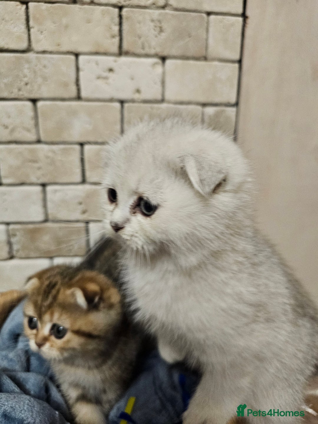 Scottish Fold cats for sale: Stunning scottish folds - Advert 4
