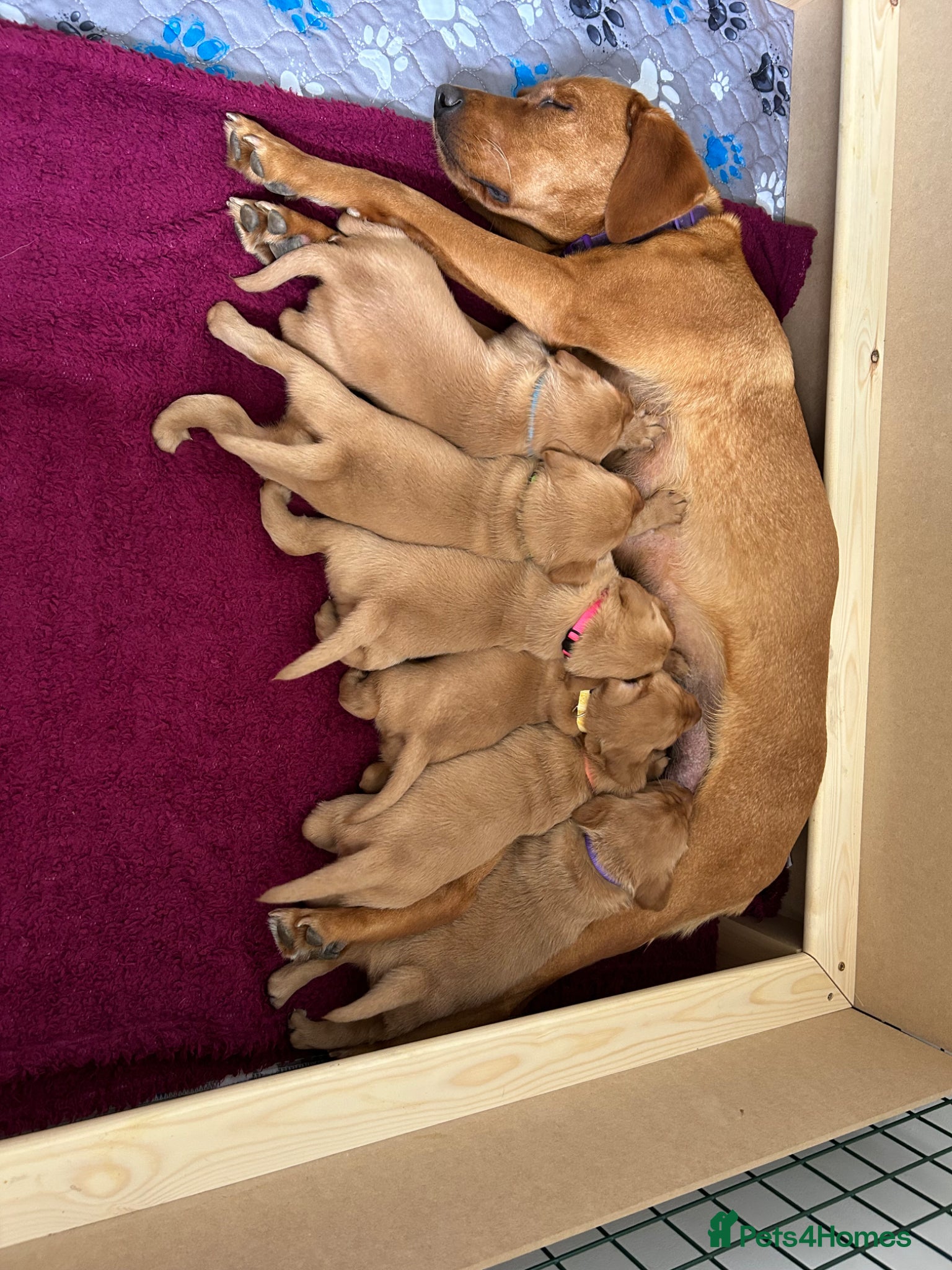 Labrador Retriever dogs KC Registered Fox Red Labrador Litter - Advert 1