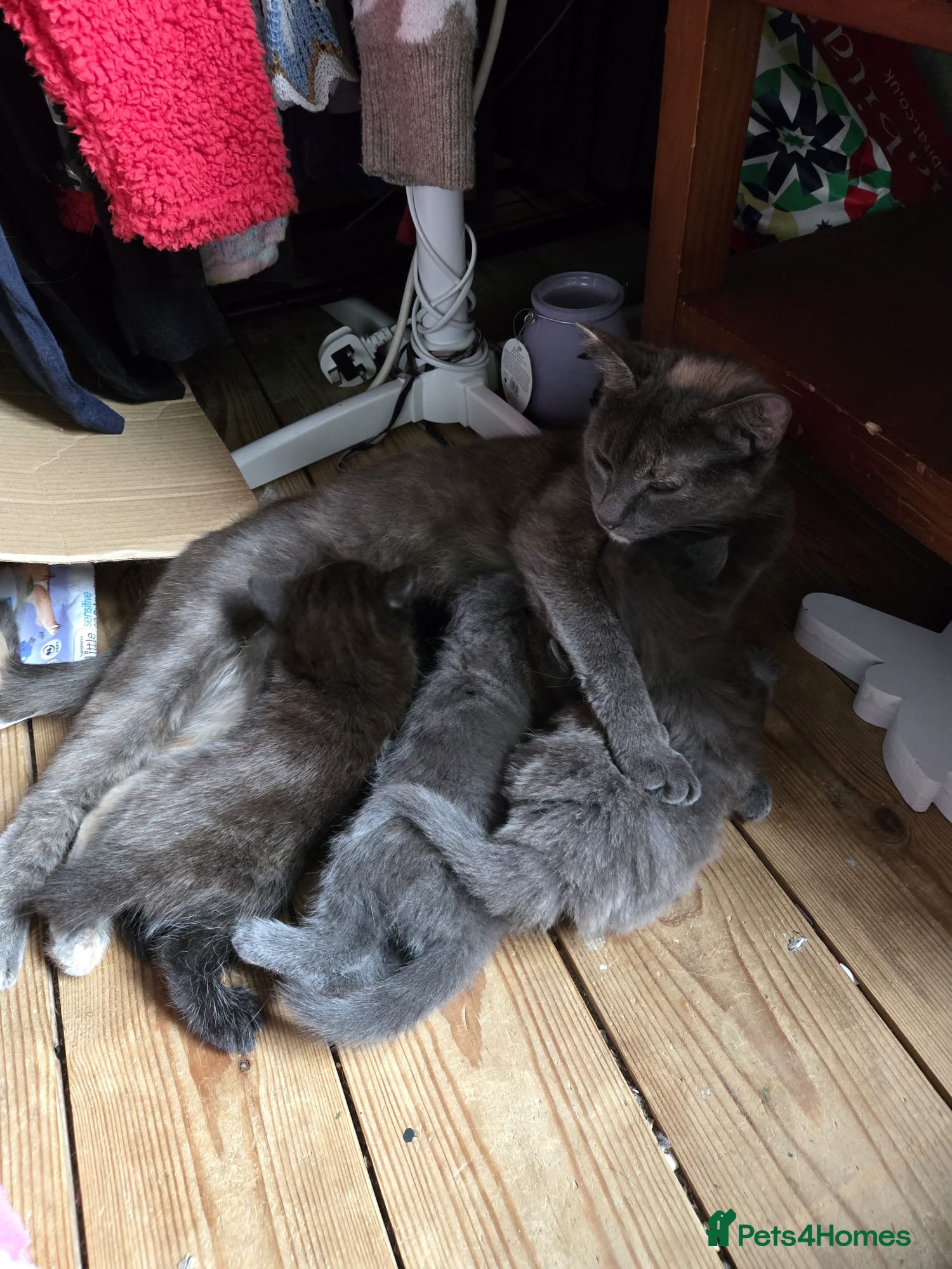 British Shorthair cats 3 beautiful kittens - Advert 1