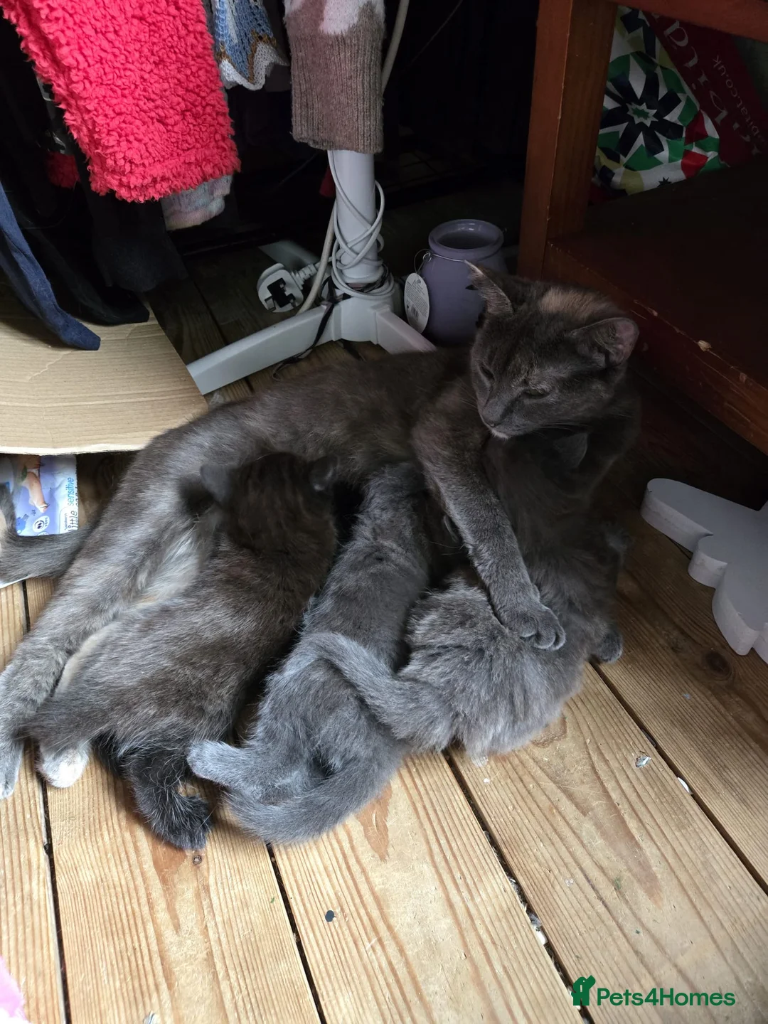 British Shorthair cats for sale: 3 beautiful kittens - Advert 1