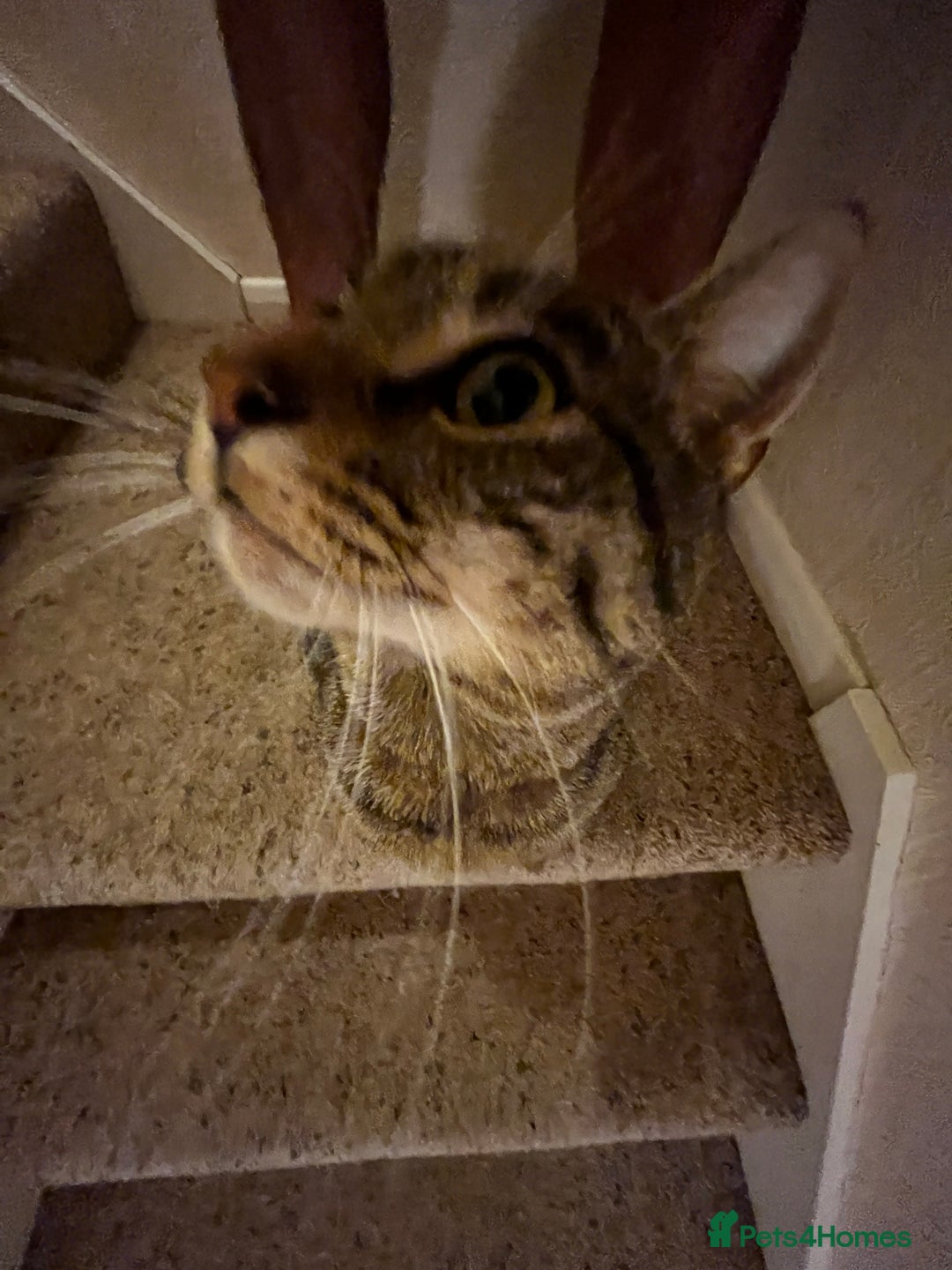 Domestic Shorthair cats for sale: Zargo - Advert 7