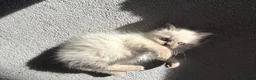 Ragdoll cats for sale: Fluffy Ragdoll kittens - Advert 13