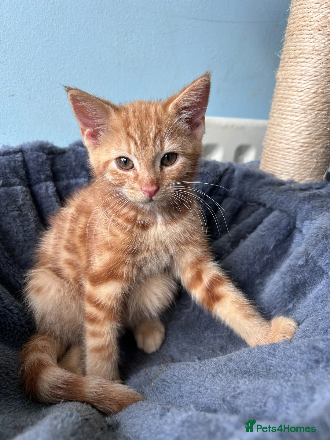 Mixed Breed cats for sale: Four beautiful all ginger kittens  - Advert 14