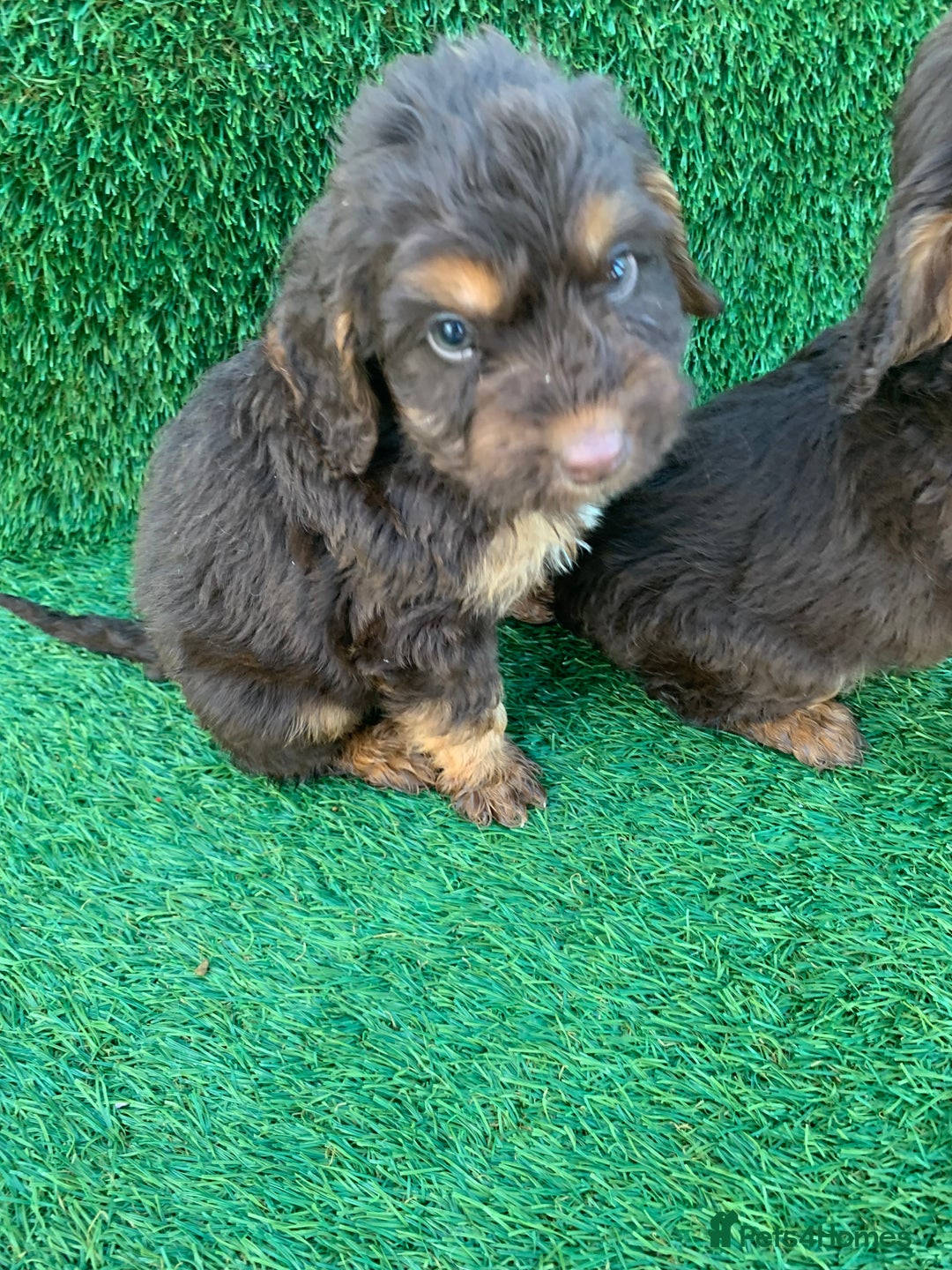 Cockapoo dogs for sale: Cockerpoo puppies  - Advert 3