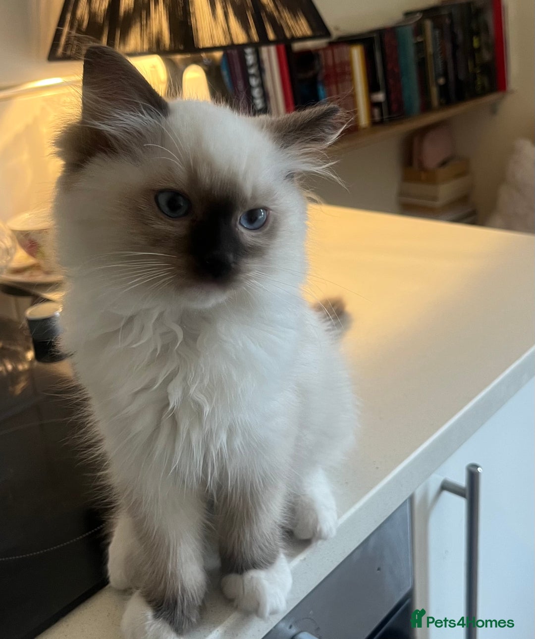 Ragdoll cats for sale: 🎀Beautiful Ragdoll kittens (Tica reg)🎀 - Advert 11