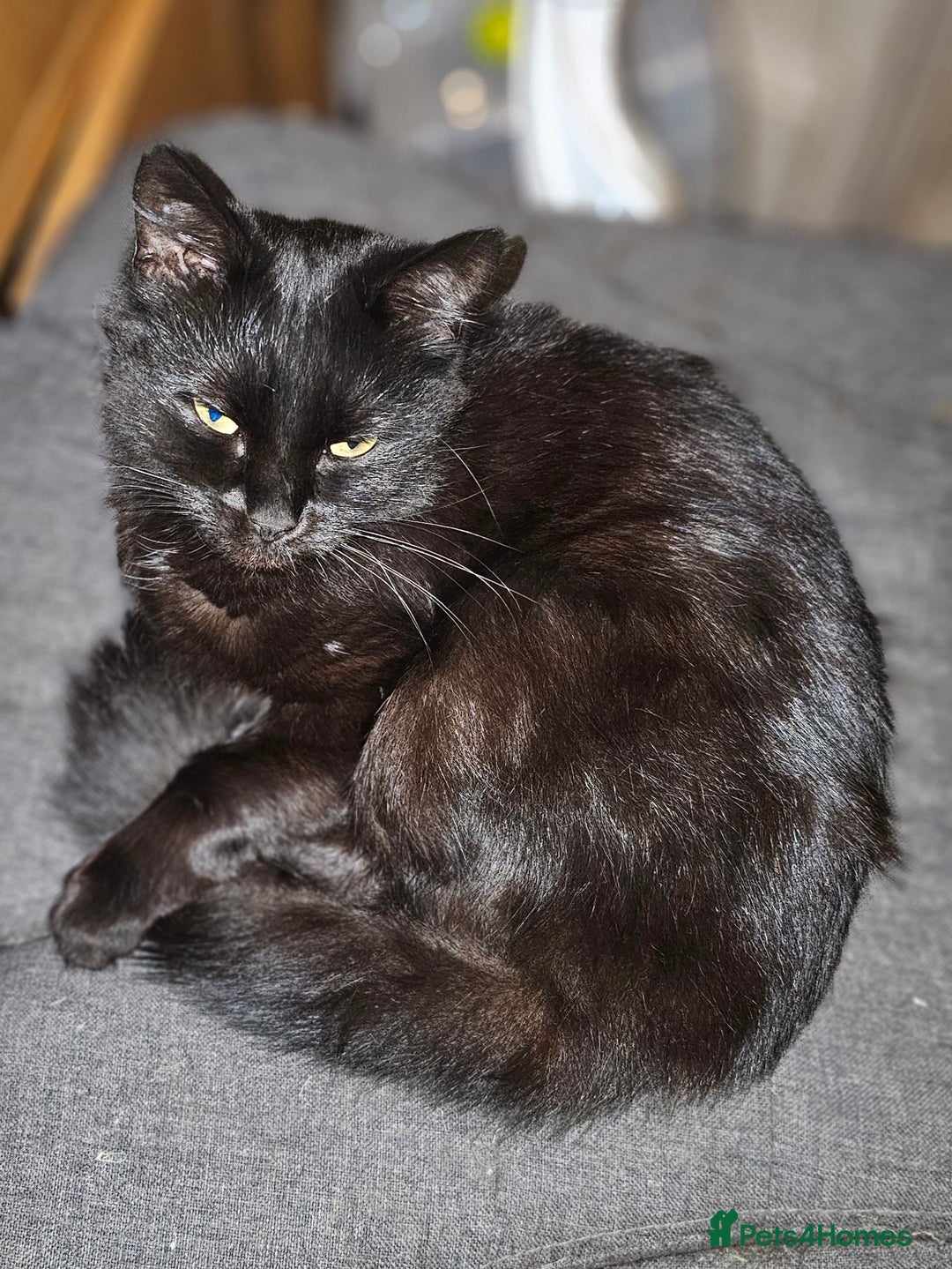 Norwegian Forest Cat cats for sale: Norwegian forests cats - Advert 7