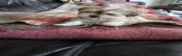 Lhasa Apso dogs for sale: Lhasa Apso puppies in Kent - Advert 33
