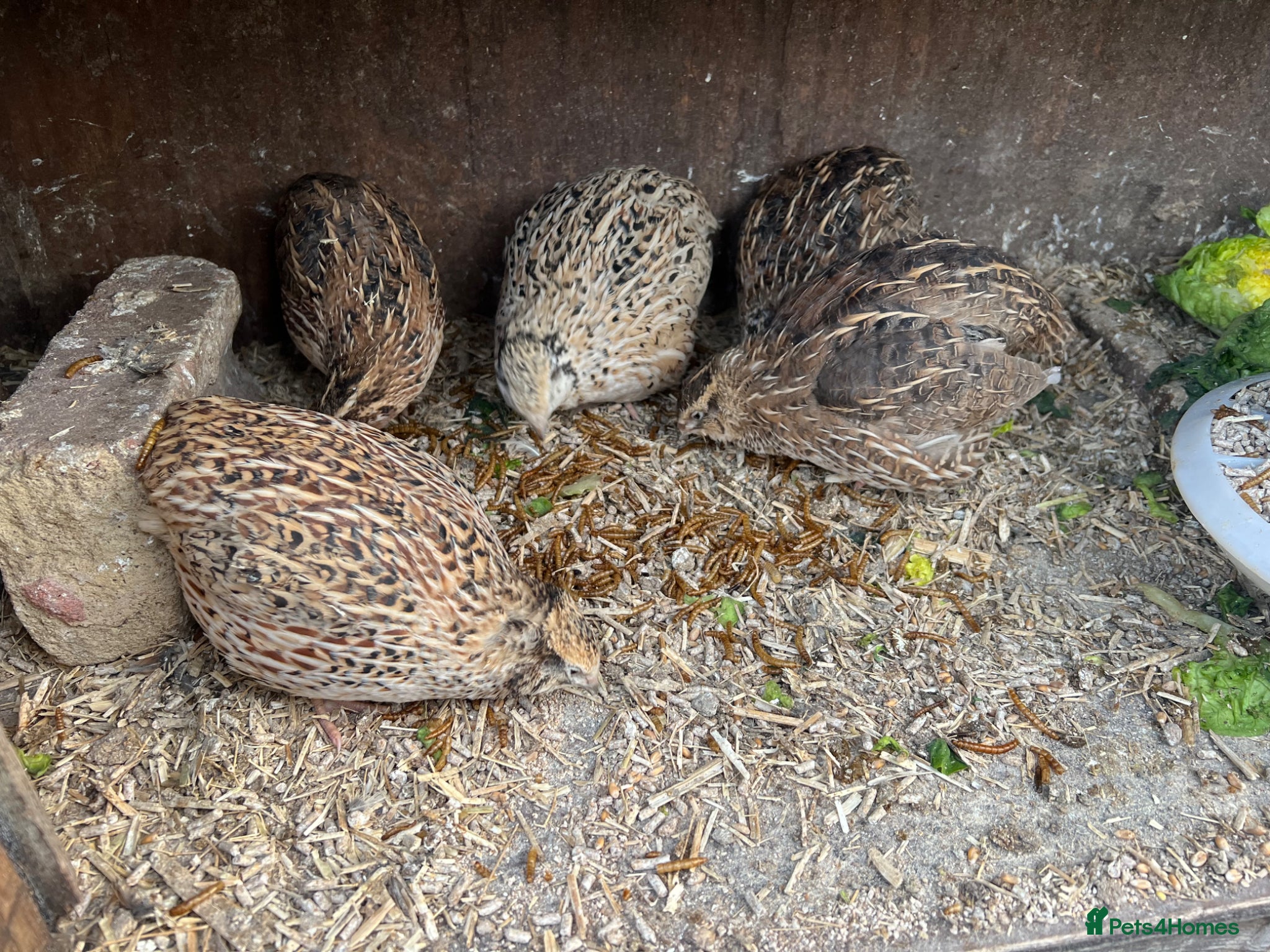 Chickens poultry 5 days old golden quail chicks for sale  - Advert 1