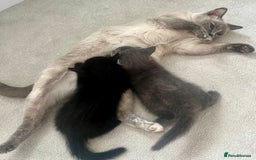 Ragdoll cats for sale: Beautiful affectionate friendly ragdoll x tuxedo - Image 15