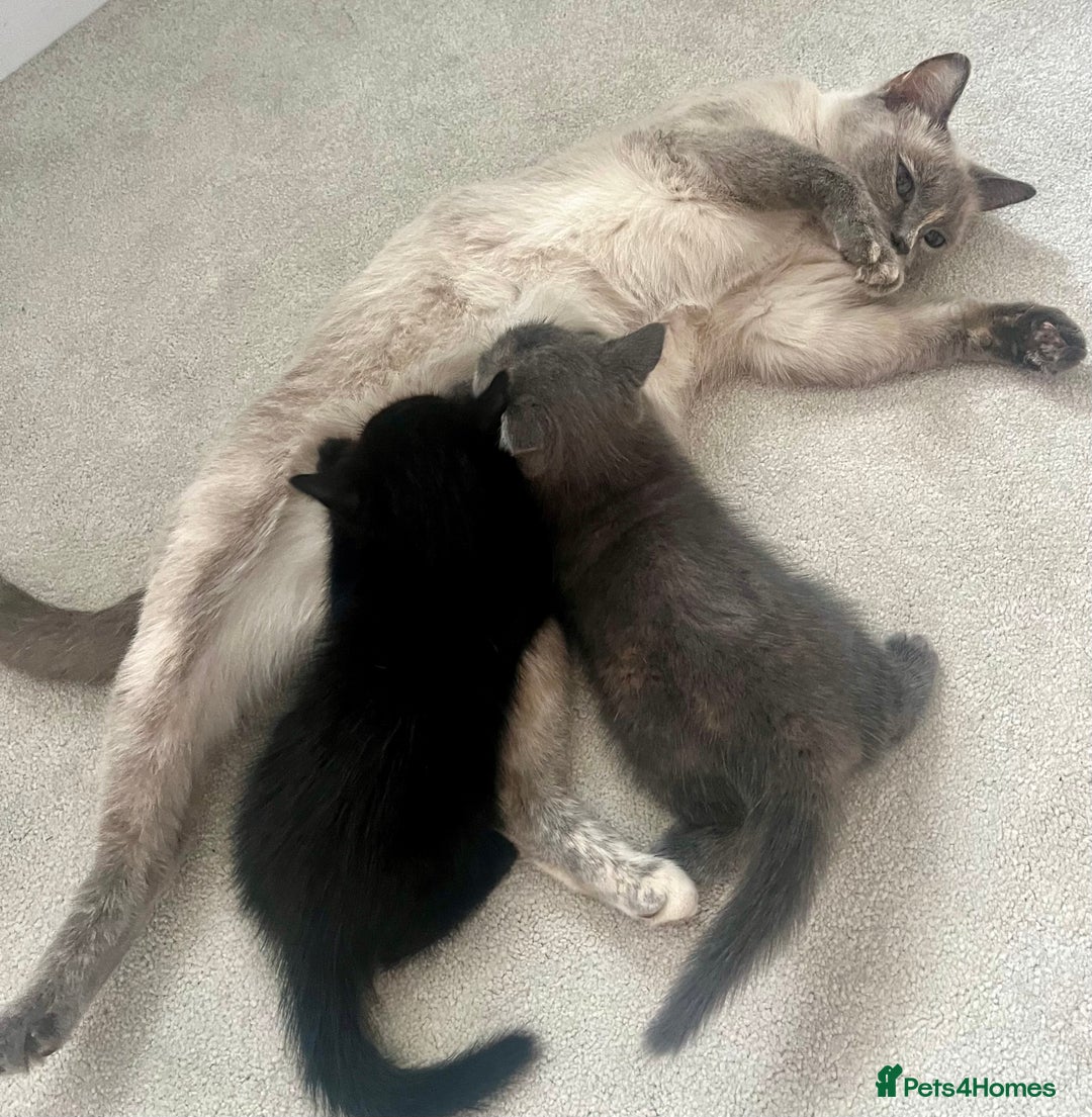 Ragdoll cats for sale: Beautiful affectionate friendly ragdoll x tuxedo - Image 15