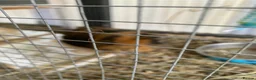 Guinea Pig rodents for sale: Two male Guinea pigs for sale with hutch  in Liverpool - Advert 6