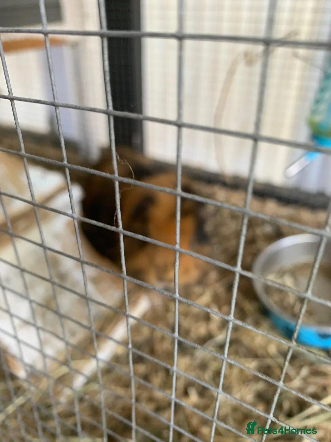 Guinea Pig rodents for sale: Two male Guinea pigs for sale with hutch  in Liverpool - Advert 6