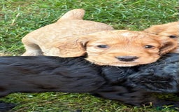 Cocker Spaniel dogs for sale: KC Reg Working Cocker Puppy – Ready 23rd Sept! - Image 4