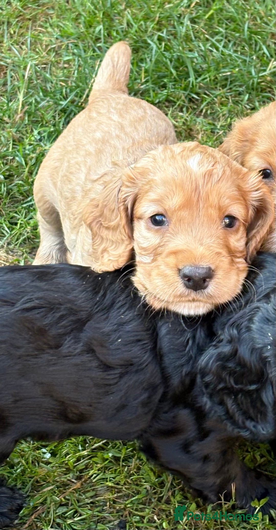 Cocker Spaniel dogs for sale: KC Reg Working Cocker Puppy – Ready 23rd Sept! - Image 4