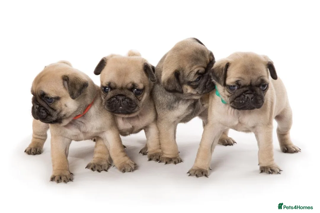 Pug dogs for stud: Fawn Pug, Stud Service Only. KC Reg, Health Tested in Doncaster - Advert 11