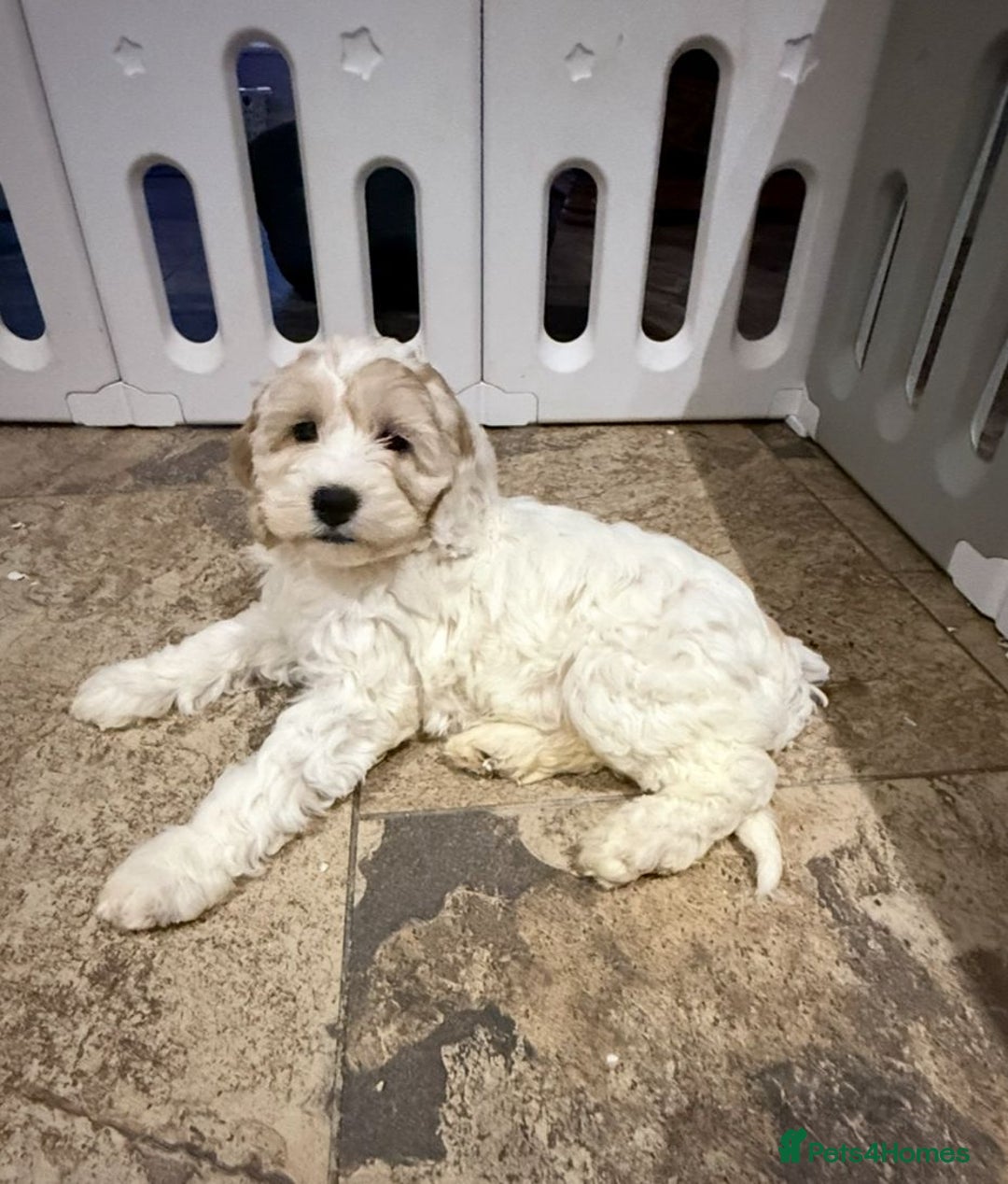 Cockapoo dogs for sale: Quality Cockapoo Puppies - Advert 14