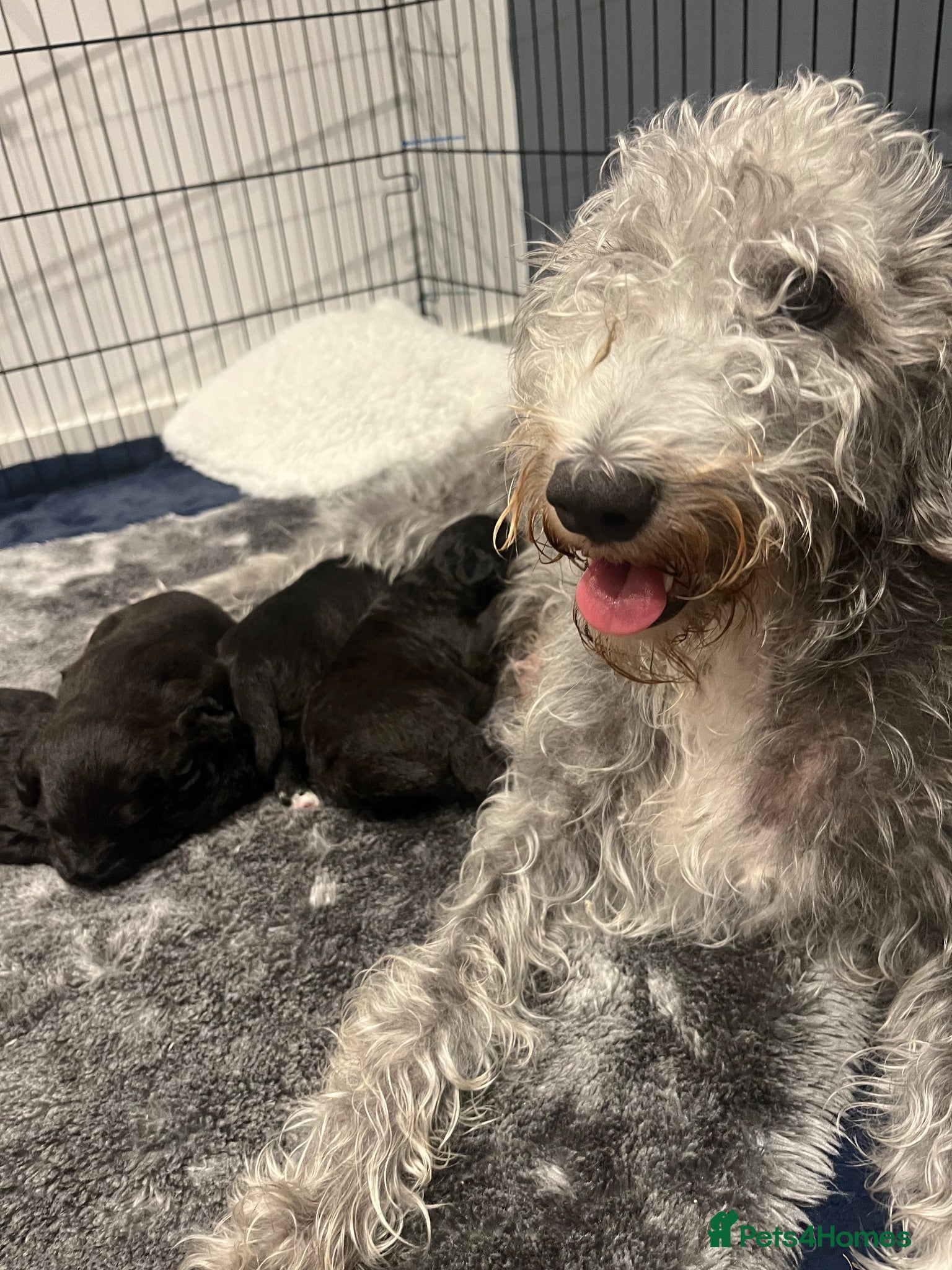 Mixed Breed dogs Gorgeous F1BB Bedlington Whippet Puppies - Advert 2