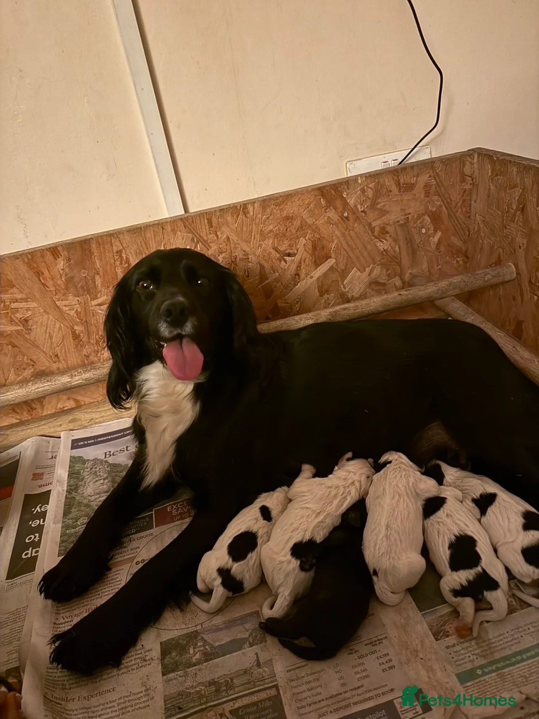 Cocker Spaniel dogs for sale: Cocker spaniel puppies  - Advert 2