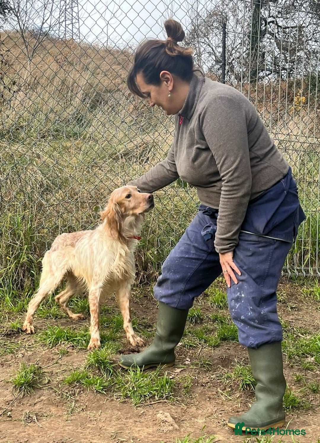 English Setter dogs for adoption: Lobo  - Advert 4