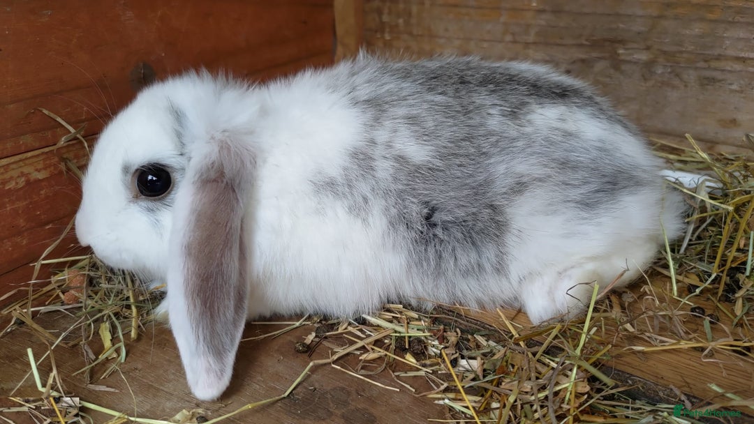 Mini Lop rabbits for sale: Gorgeous Mini Lop X French Bunnies Ready to Go! - Image 19
