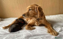 Cocker Spaniel dogs for sale: Beautiful KC REG Working Cocker Spaniel Puppies - Image 5