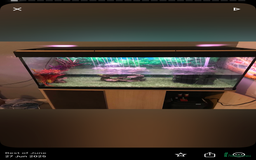 Turtle reptiles for sale: Two musk turtles - Image 2