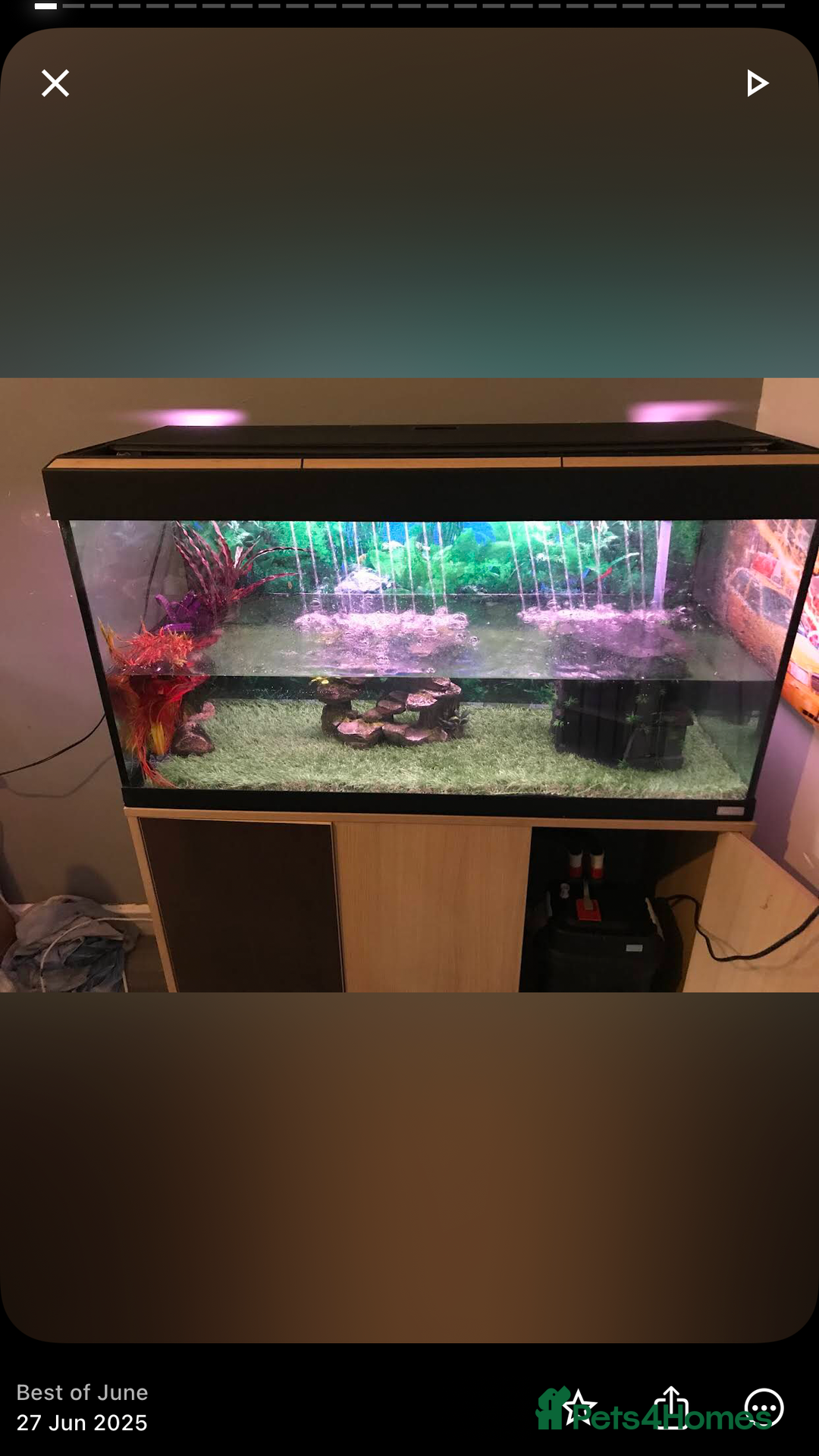 Turtle reptiles for sale: Two musk turtles - Image 2