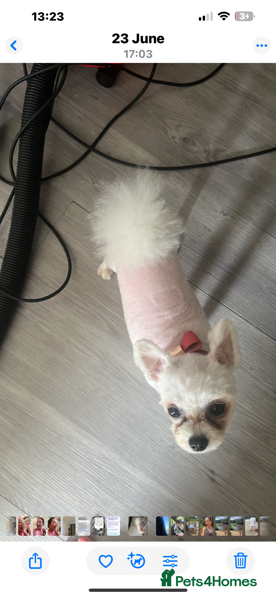 Pomeranian dogs for sale: Beautiful boy Pomeranian - Image 9