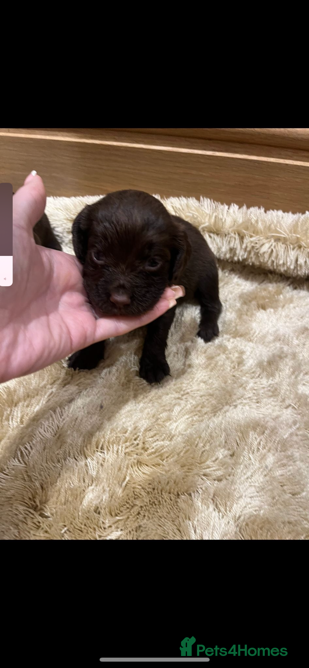 Cocker Spaniel dogs for sale: Pure bred, Cocker spaniels - Image 24