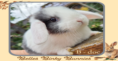 Mini Lop rabbits - Advert 11