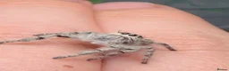 Spiders invertebrates for sale: Hyllus Diardi, eyelash jumping spider p&P included - Advert 7