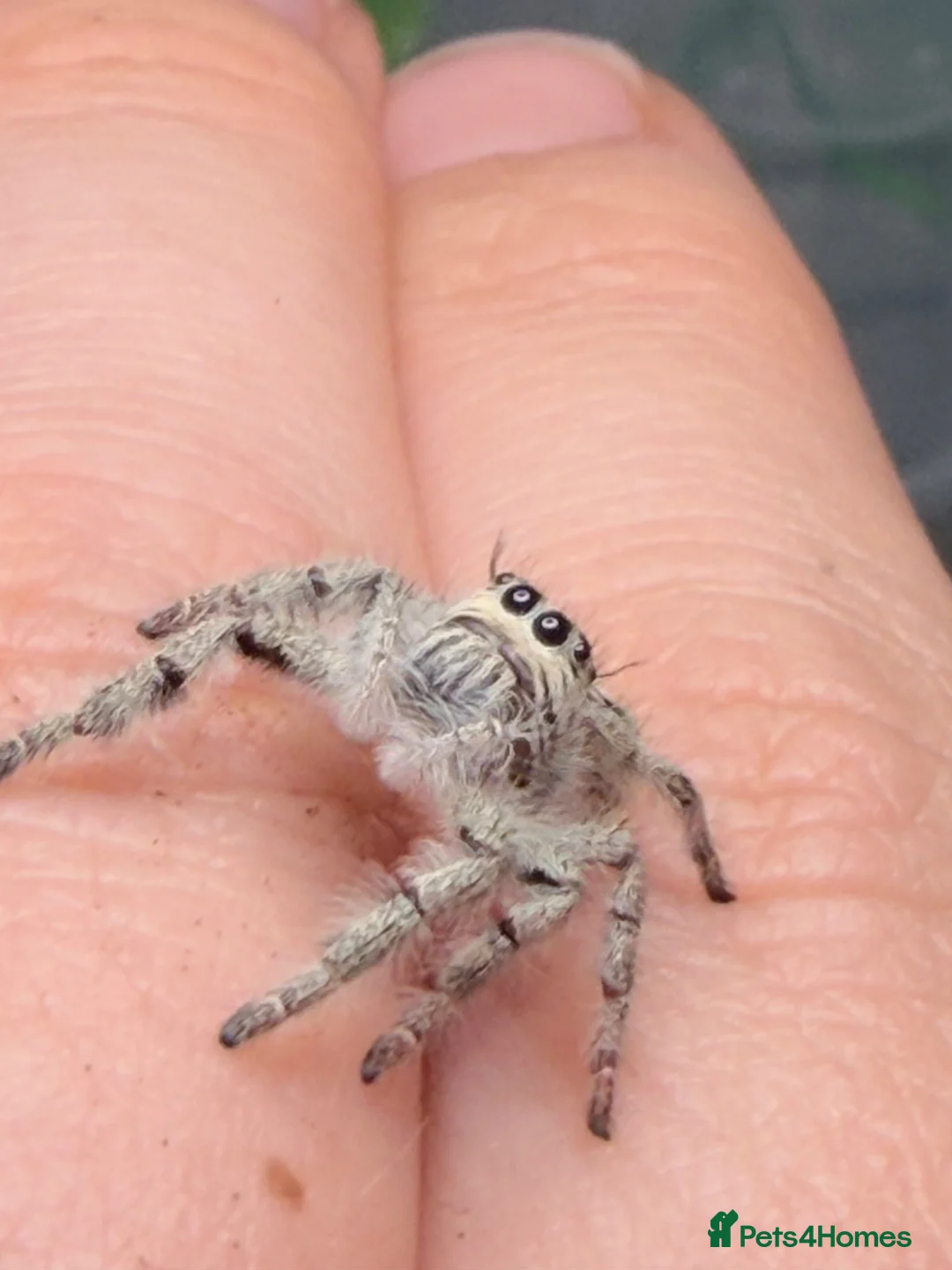 Spiders invertebrates for sale: Hyllus Diardi, eyelash jumping spider p&P included - Advert 7