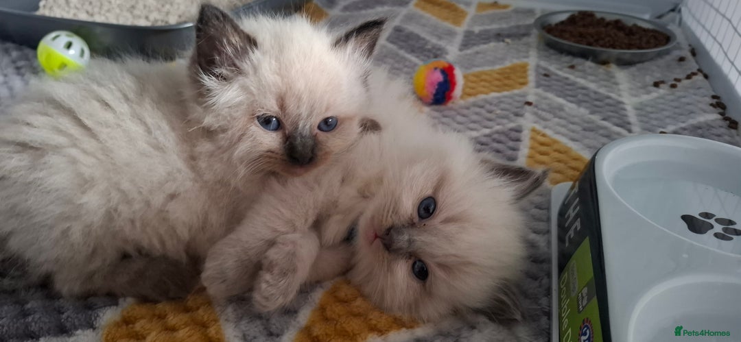 Ragdoll cats for sale: Ragdoll babies  - Image 8