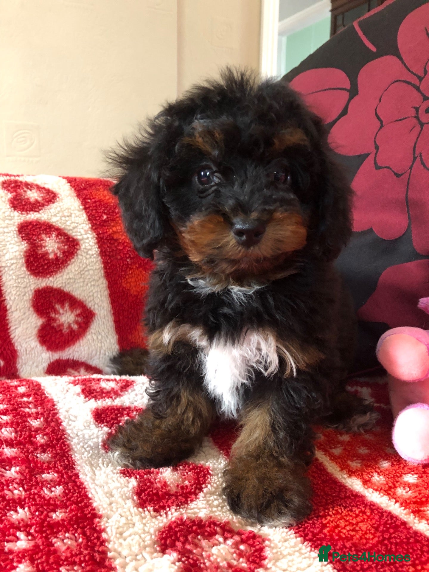 Mixed Breed dogs shihtzu/westie x toy poodle puppies for sale  - Advert 1