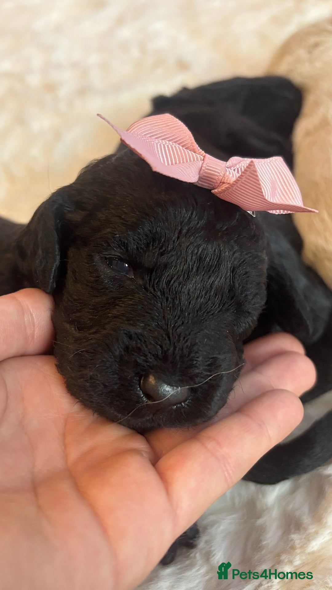 Australian Labradoodle dogs for sale: Outstanding Australian Labradoodle Puppies  - Image 7