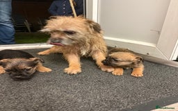 Border Terrier dogs for sale: Border terrier puppies  - Advert 10