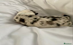 Australian Shepherd dogs for sale: Miss Julie Duckworth - Image 8