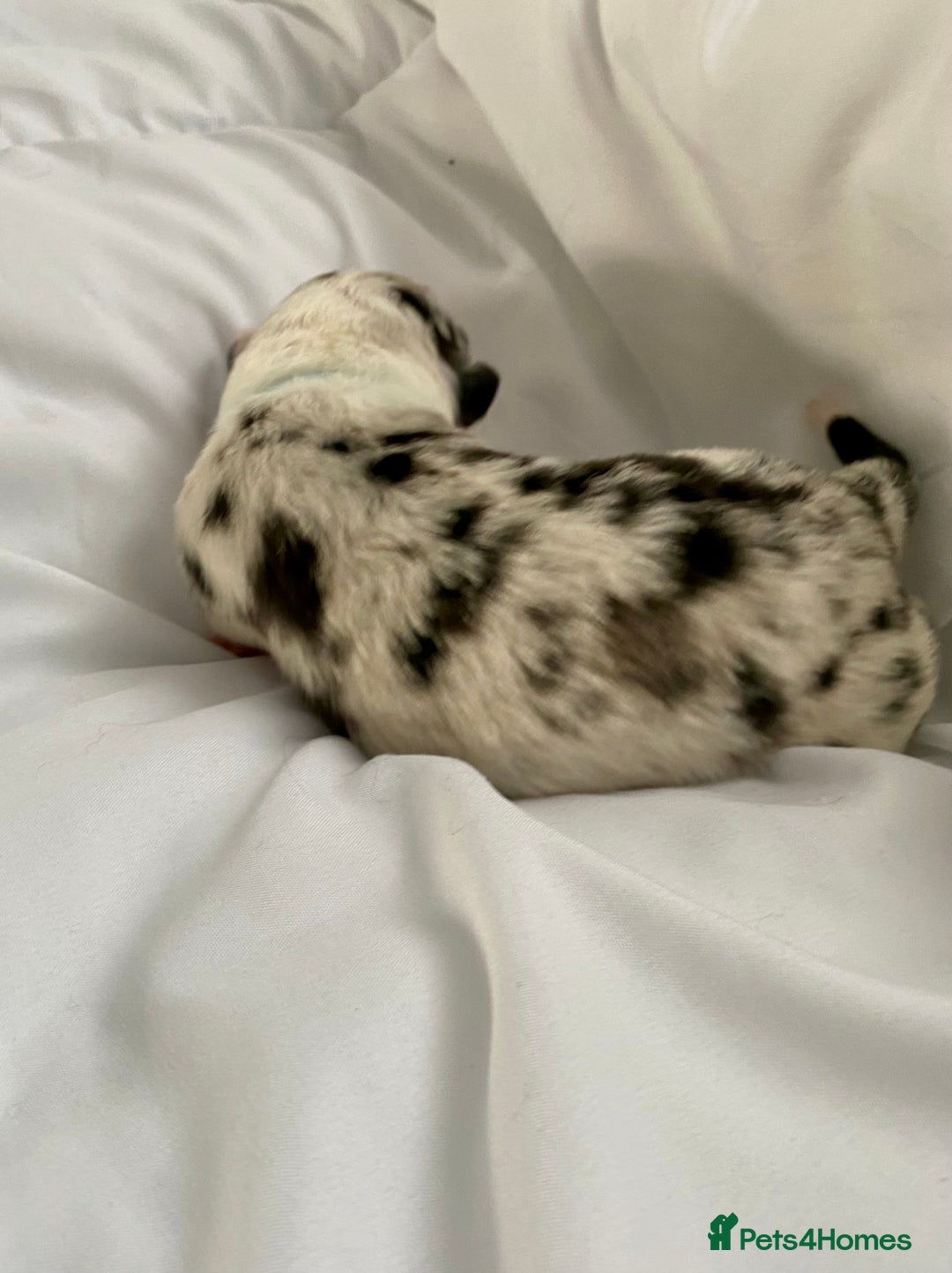 Australian Shepherd dogs for sale: Miss Julie Duckworth - Image 8