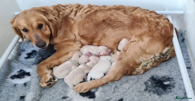 Golden Retriever dogs - Advert 13