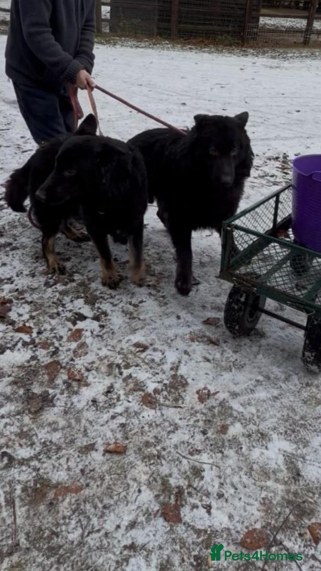 German Shepherd dogs for sale: 2 gorgeous German shepherd brothers  - Advert 16