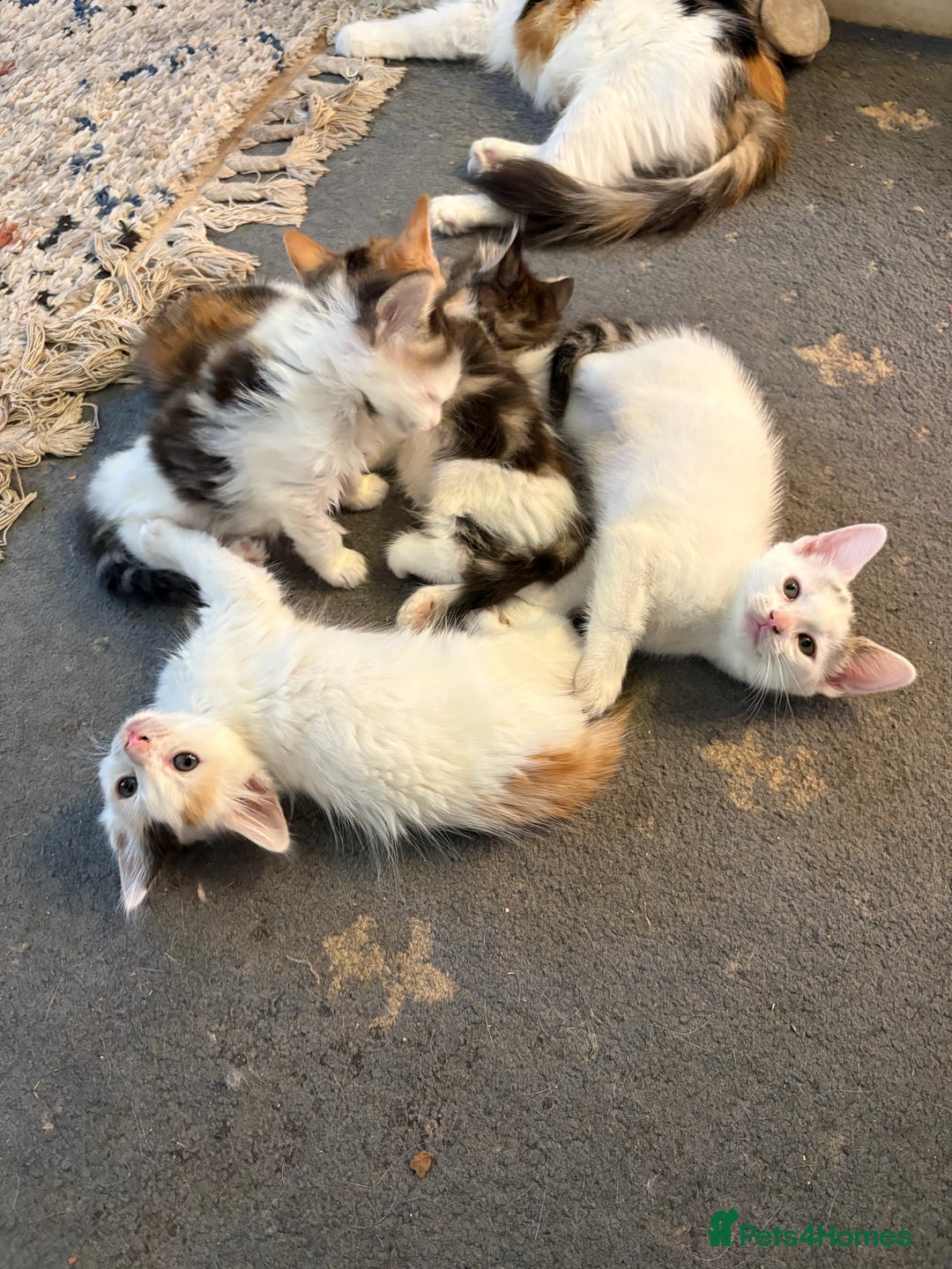 Mixed Breed cats for sale: Beautiful long and short haired kittens  - Advert 2