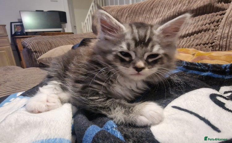 Maine Coon cats - Advert 2