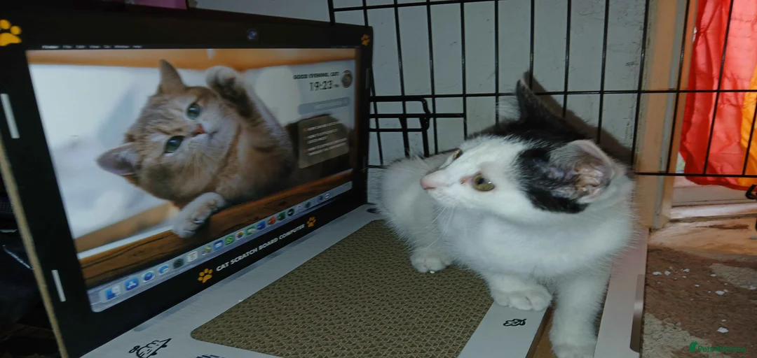 Gallery Image {{count}}