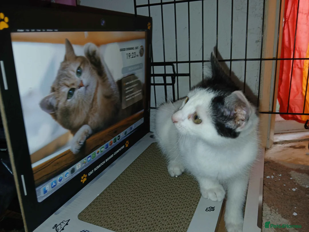 Gallery Image {{count}}