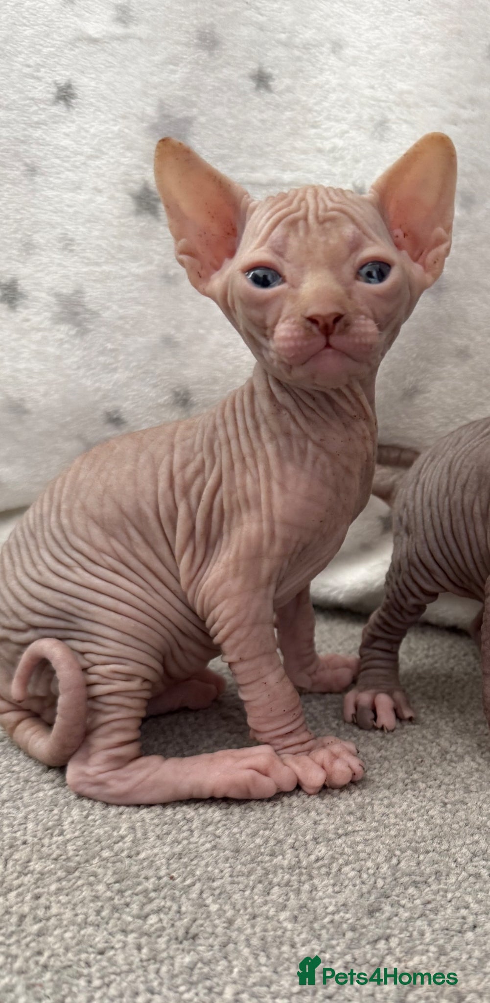 Sphynx Kitten 2