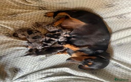 Miniature Dachshund dogs for sale: Adorable Miniature Dachshunds  - Image 1