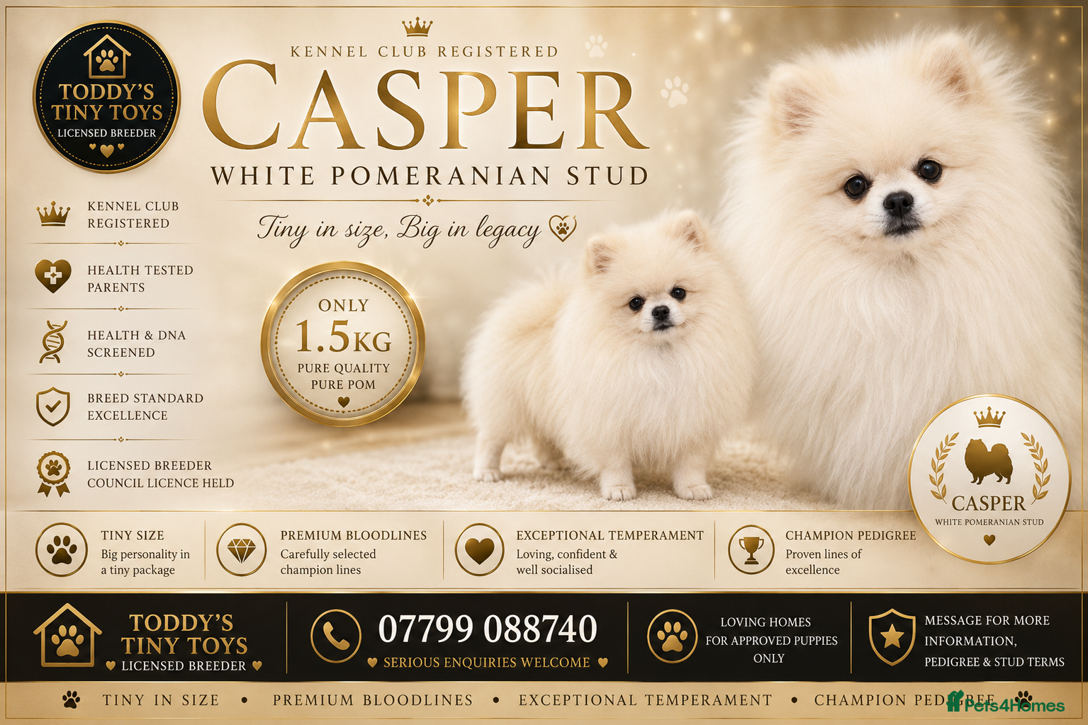 Pomeranian dogs Tiny ice white pom stud boy  - Advert 11
