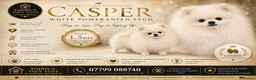 Pomeranian dogs for stud: Tiny ice white pom stud boy  - Advert 2