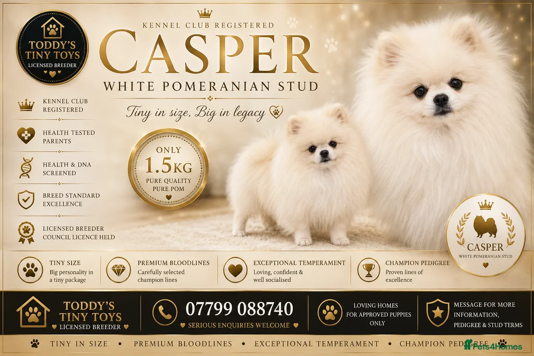 Pomeranian dogs for stud: Tiny ice white pom stud boy  - Advert 2